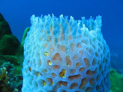 Porifera, Echinodermata, and Cnidaria - Animal Classification